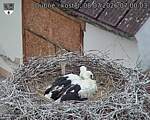 Capi_Dubne_20260708_070003.jpg