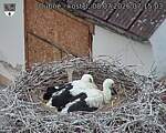 Capi_Dubne_20260708_071503.jpg