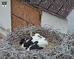 Capi_Dubne_20260708_072003.jpg