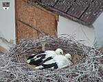 Capi_Dubne_20260708_073003.jpg