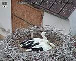 Capi_Dubne_20260708_073503.jpg