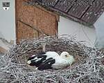 Capi_Dubne_20260708_074003.jpg