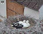 Capi_Dubne_20260708_074503.jpg