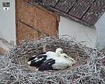 Capi_Dubne_20260708_075003.jpg