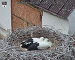 Capi_Dubne_20260708_075503.jpg