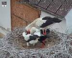 Capi_Dubne_20260708_082503.jpg
