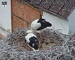 Capi_Dubne_20260708_084503.jpg