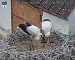 Capi_Dubne_20260708_085003.jpg