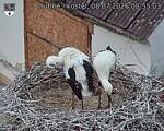 Capi_Dubne_20260708_085503.jpg