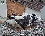 Capi_Dubne_20260708_090003.jpg