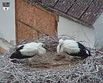 Capi_Dubne_20260708_090503.jpg