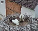 Capi_Dubne_20260708_091002.jpg