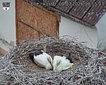 Capi_Dubne_20260708_091503.jpg