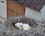 Capi_Dubne_20260708_093503.jpg