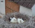 Capi_Dubne_20260708_094503.jpg