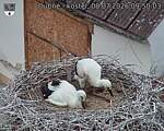 Capi_Dubne_20260708_095003.jpg