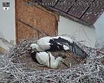 Capi_Dubne_20260708_095503.jpg