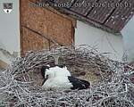 Capi_Dubne_20260708_100003.jpg