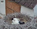 Capi_Dubne_20260708_100503.jpg