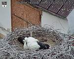 Capi_Dubne_20260708_101003.jpg