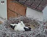 Capi_Dubne_20260708_101503.jpg