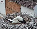 Capi_Dubne_20260708_102003.jpg