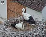 Capi_Dubne_20260708_102503.jpg