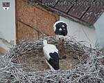 Capi_Dubne_20260708_103003.jpg