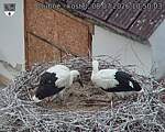 Capi_Dubne_20260708_105003.jpg