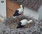 Capi_Dubne_20260708_105503.jpg