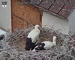 Capi_Dubne_20260708_110003.jpg