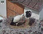 Capi_Dubne_20260708_111503.jpg
