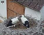 Capi_Dubne_20260708_112003.jpg