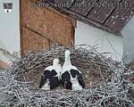 Capi_Dubne_20260708_113503.jpg