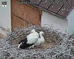 Capi_Dubne_20260708_120003.jpg