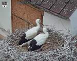 Capi_Dubne_20260708_120503.jpg