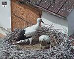 Capi_Dubne_20260708_121003.jpg