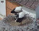 Capi_Dubne_20260708_121503.jpg