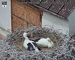 Capi_Dubne_20260708_122503.jpg