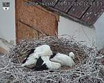 Capi_Dubne_20260708_124003.jpg