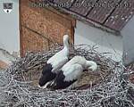 Capi_Dubne_20260708_125003.jpg