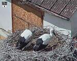 Capi_Dubne_20260708_130502.jpg