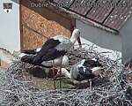 Capi_Dubne_20260708_131003.jpg