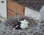 Capi_Dubne_20260708_141503.jpg