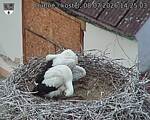 Capi_Dubne_20260708_142503.jpg