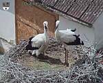 Capi_Dubne_20260708_143503.jpg
