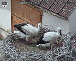 Capi_Dubne_20260708_144003.jpg