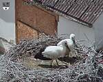 Capi_Dubne_20260708_150003.jpg