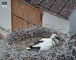Capi_Dubne_20260708_151003.jpg