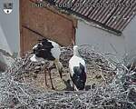 Capi_Dubne_20260708_153502.jpg